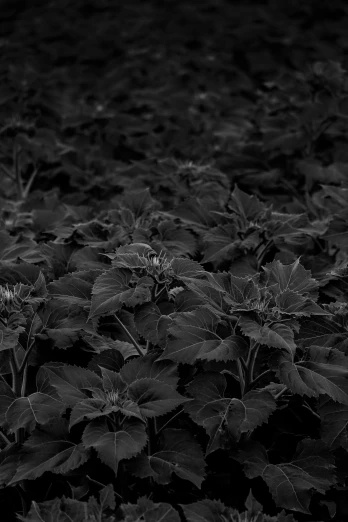 a black and white photo of a field of sunflowers, a black and white photo, by Jacob Toorenvliet, dark green leaves, salvia, alien foliage plants, dark colours