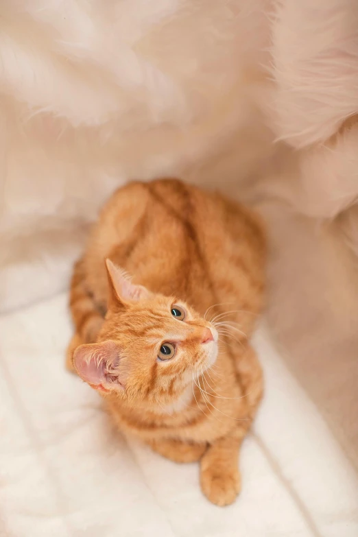 a cat sitting on top of a bed next to a teddy bear, orange fur, up close, looking down from above, softplay