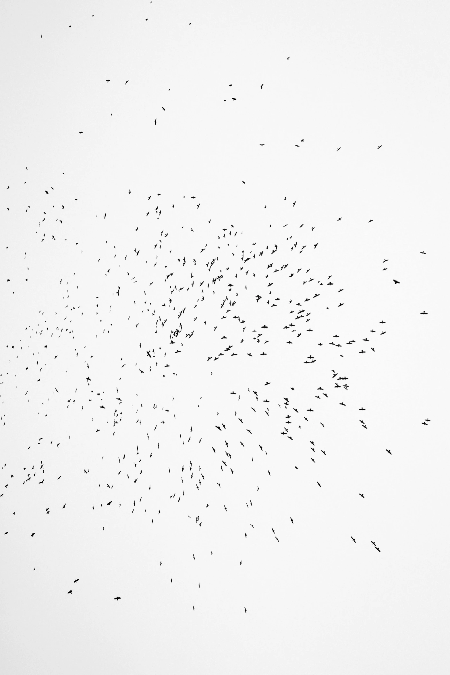 a flock of birds flying in the sky, inspired by Lucio Fontana, reddit, kinetic pointillism, 2 5 6 x 2 5 6, bullets whizzing past, white space, birds eye photograph