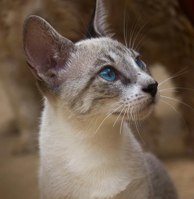 a close up of a cat with blue eyes, inspired by Jean-Léon Gérôme, pexels contest winner, renaissance, sphinx cat, looking to the side, young male, taken in zoo