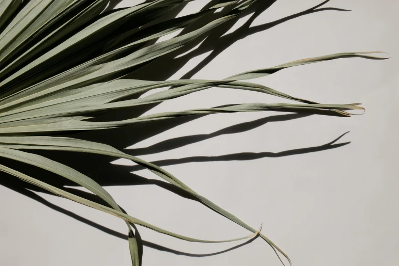 a close up of a plant on a white surface, by Carey Morris, trending on pexels, lyrical abstraction, coated pleats, sunbathed skin, on grey background, really long