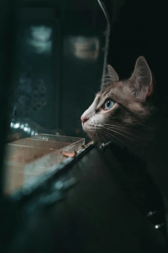 a close up of a cat looking out of a window, a picture, by Adam Marczyński, pexels contest winner, at the counter, cat eating, on a dark background, multiple stories