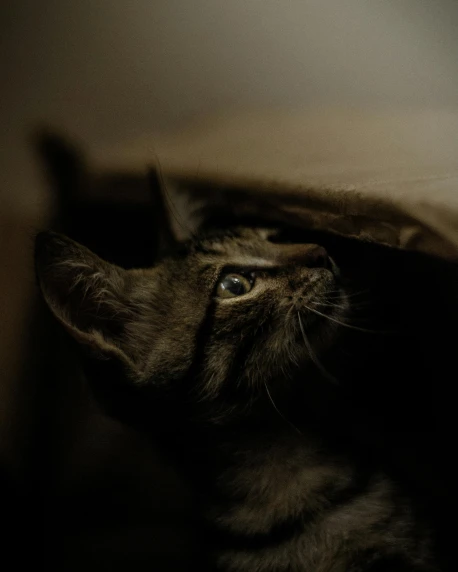 a cat hiding in a brown paper bag, an album cover, unsplash, dark and ethereal, black, looking at the ceiling, low quality photo