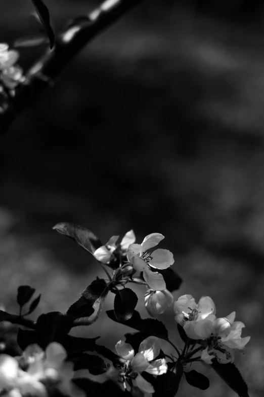 a black and white photo of a flowering tree, inspired by Peter Basch, romanticism, ✨🕌🌙, fruit and flowers, crepuscule, rosses