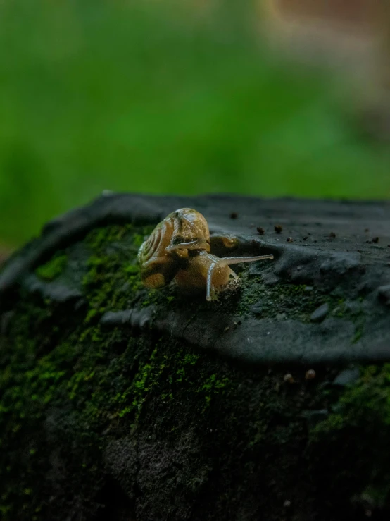 a close up of a snail on a tree stump, by Basuki Abdullah, unsplash, realism, cinematic shot ar 9:16 -n 6 -g, after rain, low quality photo, mossy stone