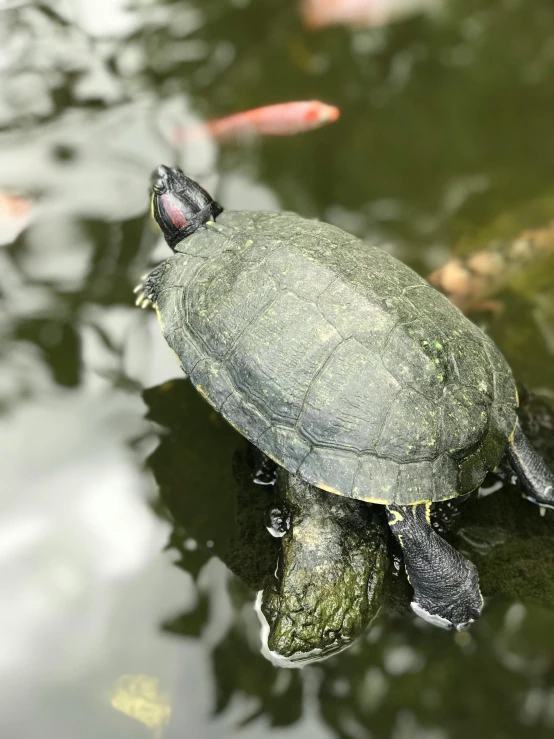 a turtle sitting on top of a log in a pond, in the water