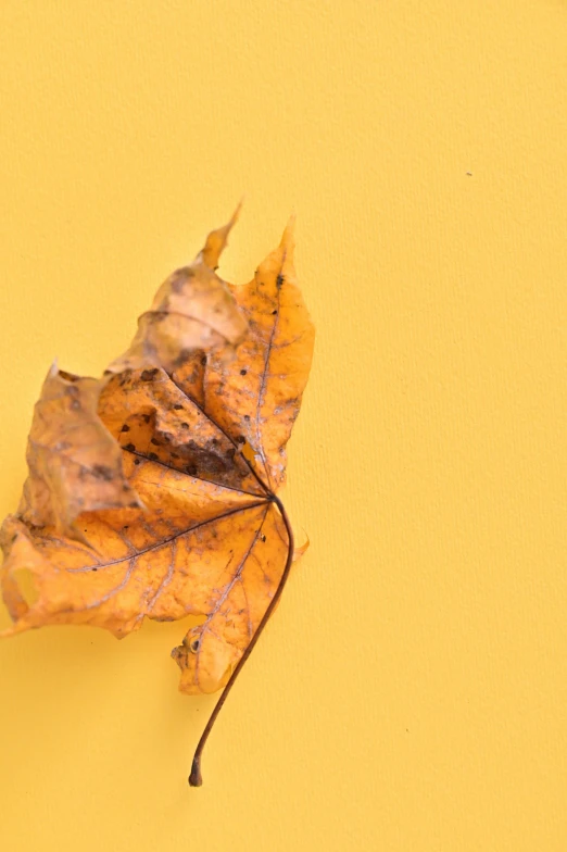 a close up of a leaf on a yellow surface, trending on pexels, folded, withered, getty images, studio photo