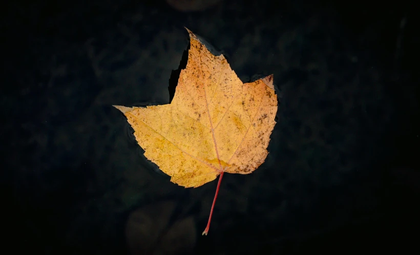 a yellow leaf floating on top of a body of water, square, low light photography, shot with sony alpha 1 camera, high-angle