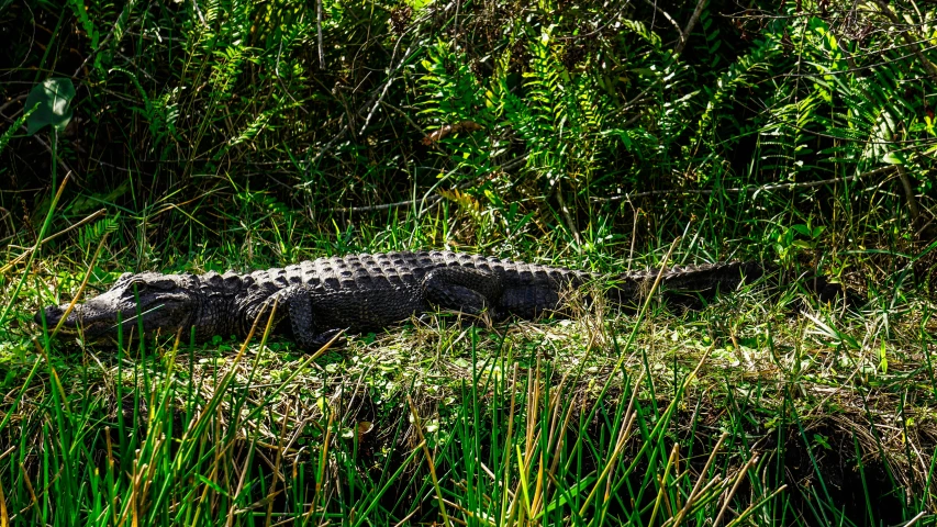 a large alligator sitting on top of a lush green field, f / 4, fan favorite, laying on the ground, tourist photo