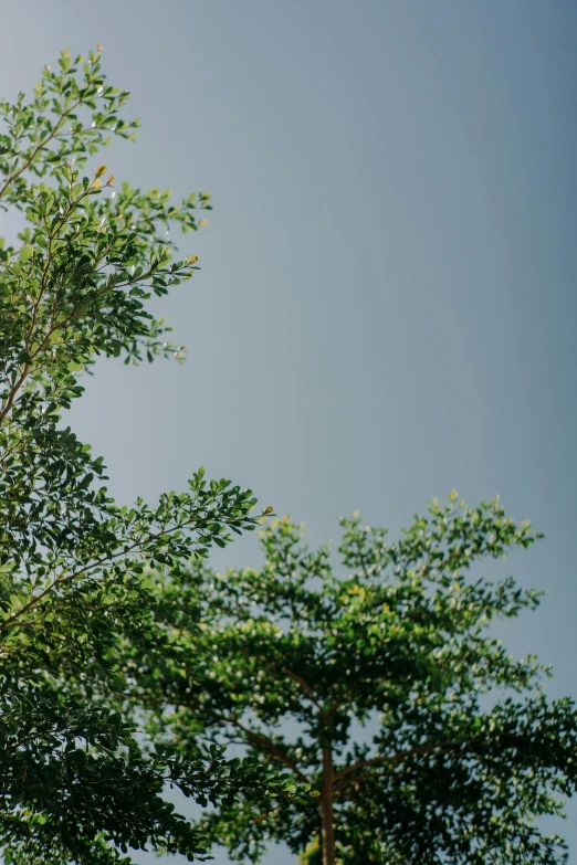 a giraffe standing on top of a lush green field, trending on unsplash, minimalism, with branches! reaching the sky, canopy, sustainable materials, zoomed out to show entire image