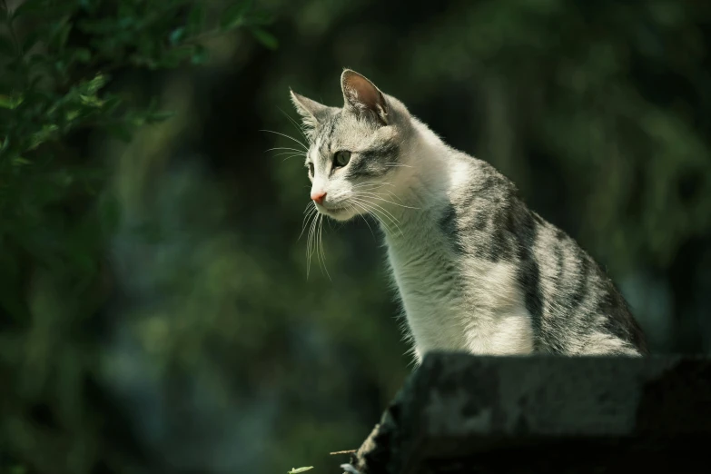 a gray and white cat sitting on top of a wooden fence, by Niko Henrichon, unsplash, paul barson, side profile shot, cinematic shot ar 9:16 -n 6 -g, sitting on a leaf