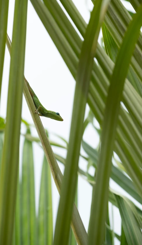 a bird sitting on top of a green plant, gecko, as seen from the canopy, hi-res, hiding