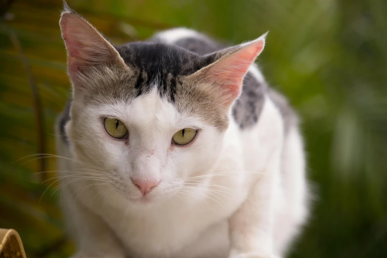 a cat sitting on top of a wooden bench, a portrait, unsplash, avatar image, white, extreme closeup portrait, two pointed ears