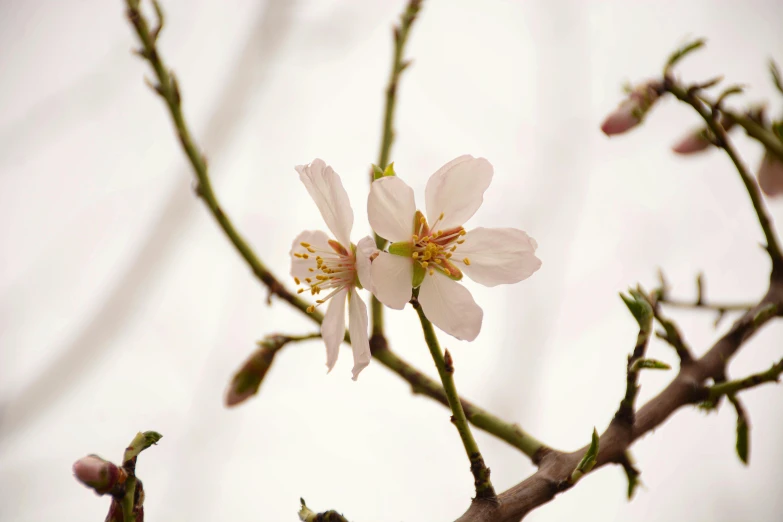 a close up of a flower on a tree, by David Simpson, unsplash, almond blossom, white sky, 2000s photo