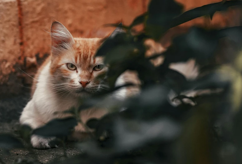 an orange and white cat laying on the ground, by Emma Andijewska, pexels contest winner, covered in plants, cinematic style photograph, hunting, peering over from his heavy