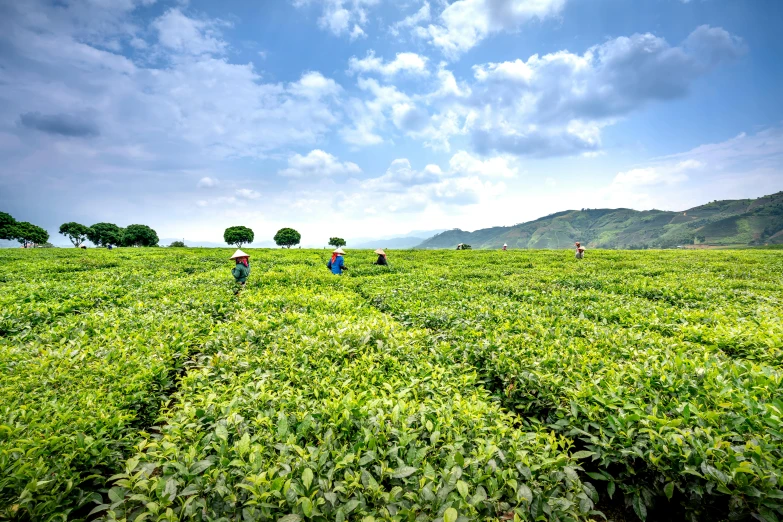 a group of people walking across a lush green field, by Julia Pishtar, pexels contest winner, sumatraism, teapots, avatar image, thumbnail, assam tea garden setting