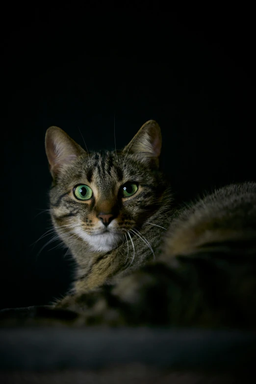 a cat that is laying down in the dark, by Andrew Domachowski, paul barson, high quality image