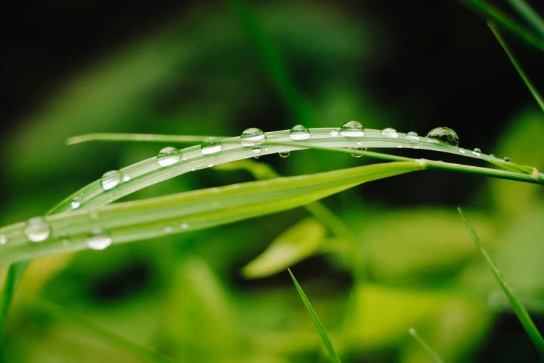 a close up of a blade of grass with water droplets, by Jan Rustem, pixabay, shot on sony a 7 iii, multiple stories, photorealistic image