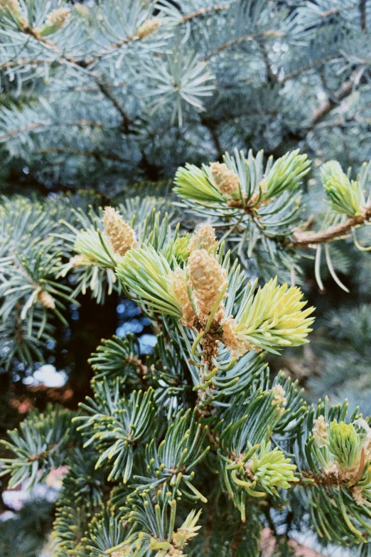 green needles of a fir tree, closeup