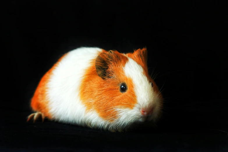 a brown and white guinea on a black background, unsplash, red and orange colored, piglet, 2000s photo, hyperealistic photo