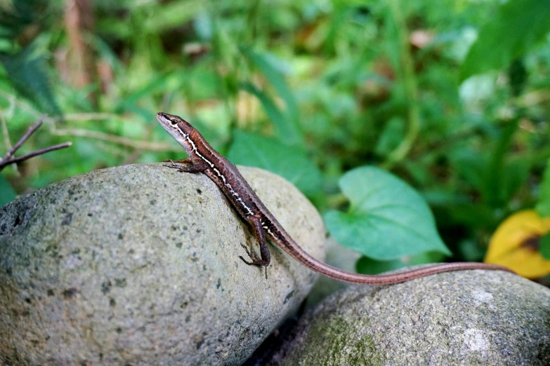 a lizard that is sitting on some rocks, next to a plant, guangjian, long tail, professional photo