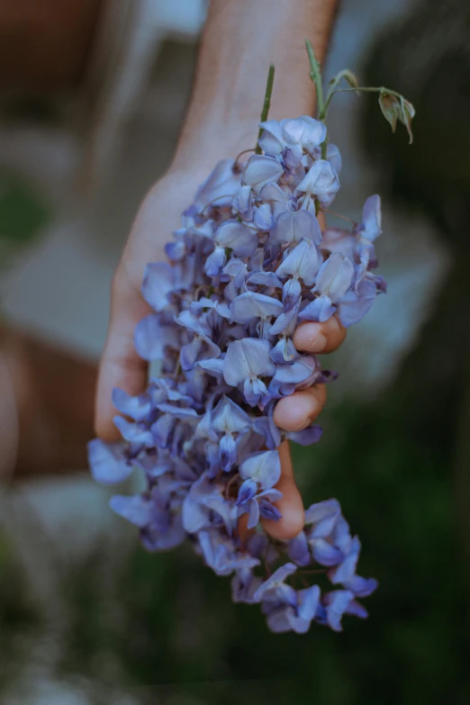 a person holding a bunch of purple flowers, unsplash, blue - petals, low detail, lynn skordal, dreamy soft