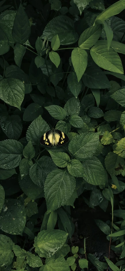 a butterfly sitting on top of a lush green plant, an album cover, inspired by Elsa Bleda, unsplash, photorealism, yellow and black, alessio albi, birdseye view, camouflage