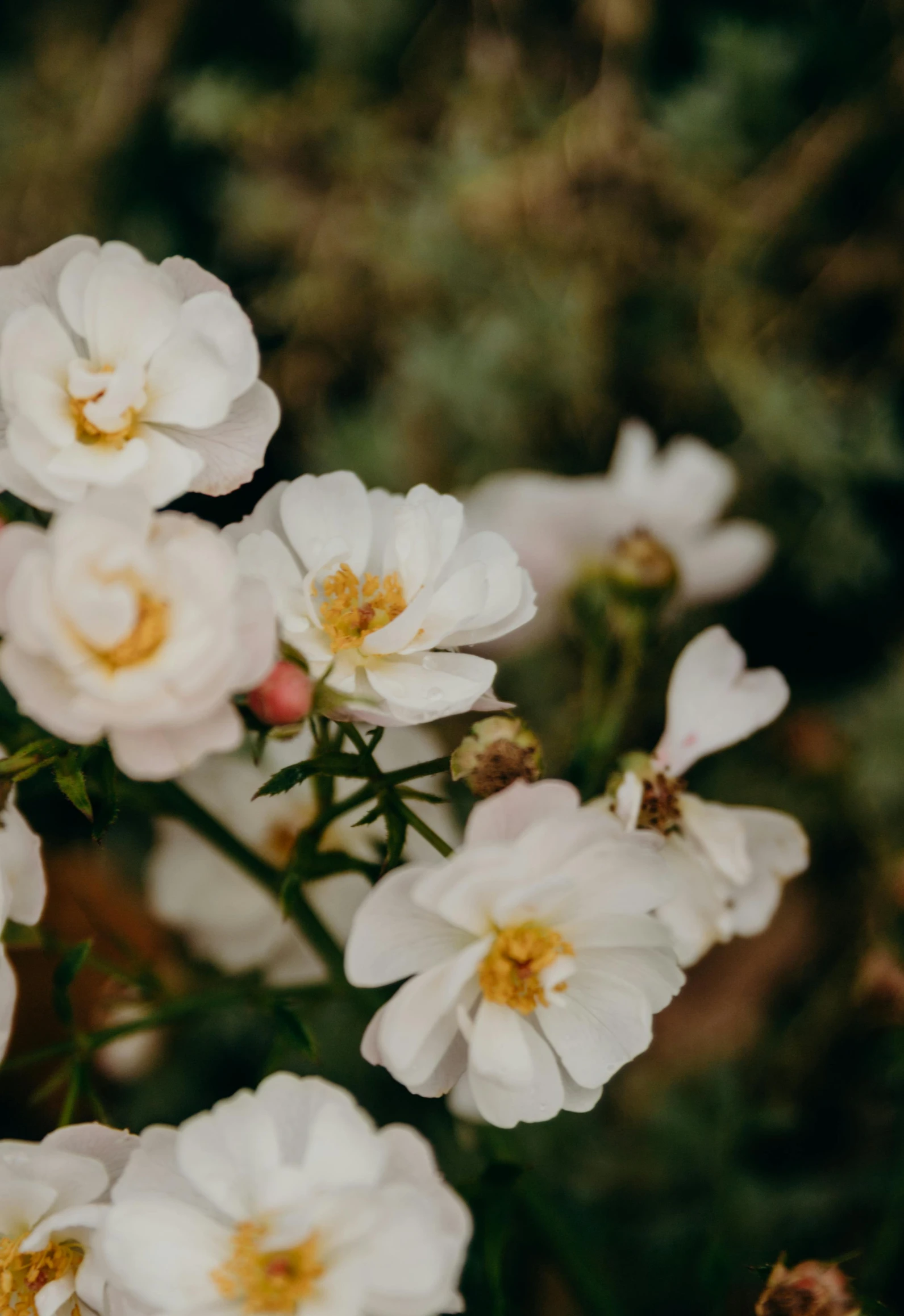 a bunch of white flowers sitting on top of a lush green field, by Morgan Russell, trending on unsplash, rose garden, gold flaked flowers, high angle close up shot, high quality photo