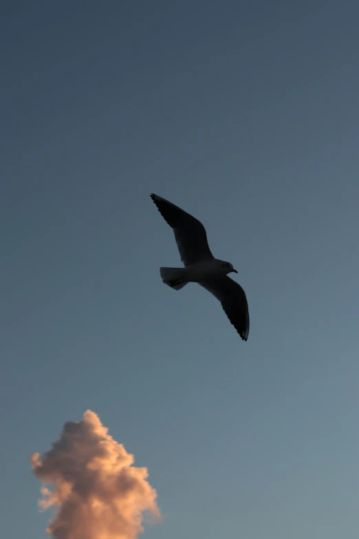 a bird flying in the sky with a cloud in the background, unsplash, the flying dutchman, silhouette :7, # nofilter, basil flying