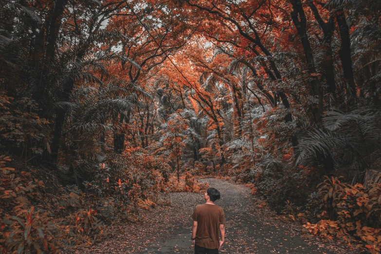 a man walking down a path in the middle of a forest, pexels contest winner, orange and brown leaves for hair, avatar image, red brown and grey color scheme, new zealand
