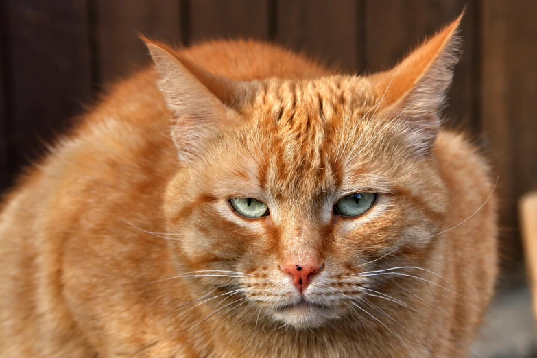 a close up of a cat with green eyes, an album cover, by Brian Thomas, shutterstock, ginger cat, scowling, old male, full shot photograph