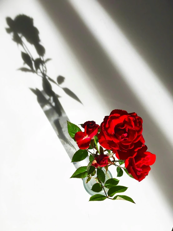 a bunch of red roses on the stem with green leaves