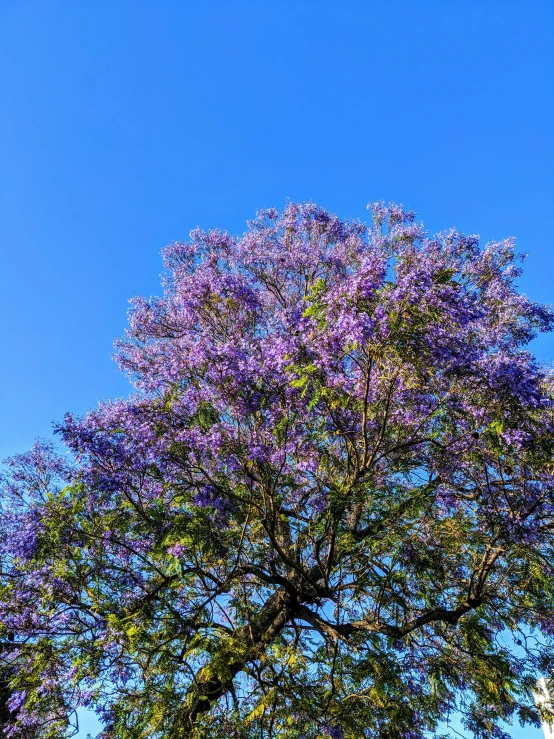 a tree with purple flowers against a blue sky, on a hot australian day, 2019 trending photo, fan favorite, canopy