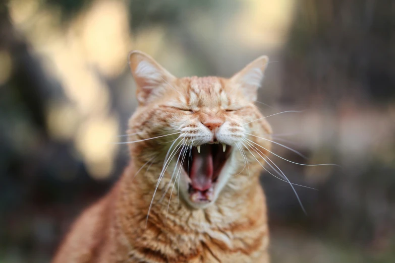 a close up of a cat with its mouth open, by Emma Andijewska, pexels contest winner, shouting, orange cat, vibrating, a bald