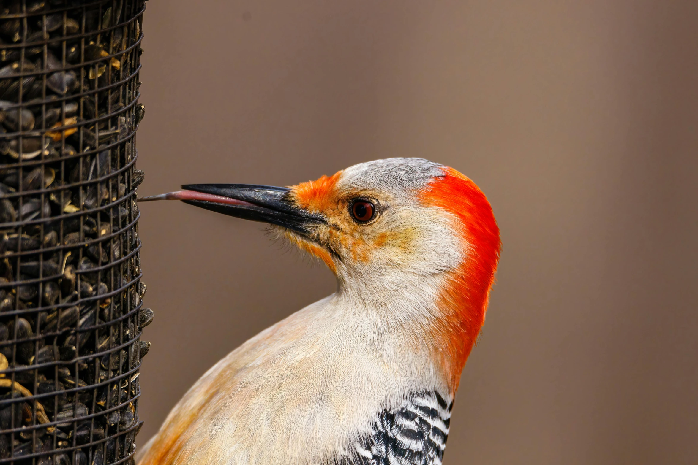 a close up of a bird on a bird feeder, a portrait, trending on pexels, hurufiyya, spiky orange hair, red faced, but very good looking”, sports photo