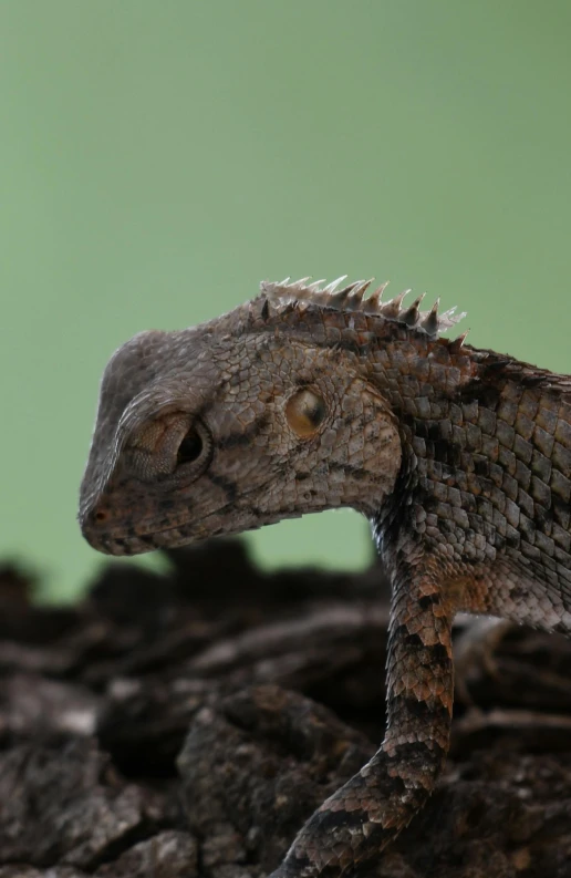a lizard sitting on top of a pile of rocks, a macro photograph, trending on pexels, photorealism, profile portrait, perched on a mossy branch, detailed 4k render, curved horned dragon!