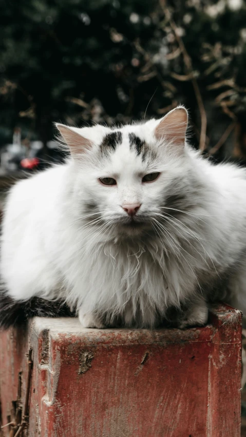 a white cat sitting on top of a brick wall, long spiky fluffy smooth hair, looking serious, taken with sony alpha 9, instagram photo