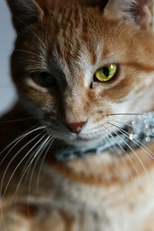 a close up of a cat wearing a collar, looking towards the camera, bedazzled, marmalade, fujifilm”