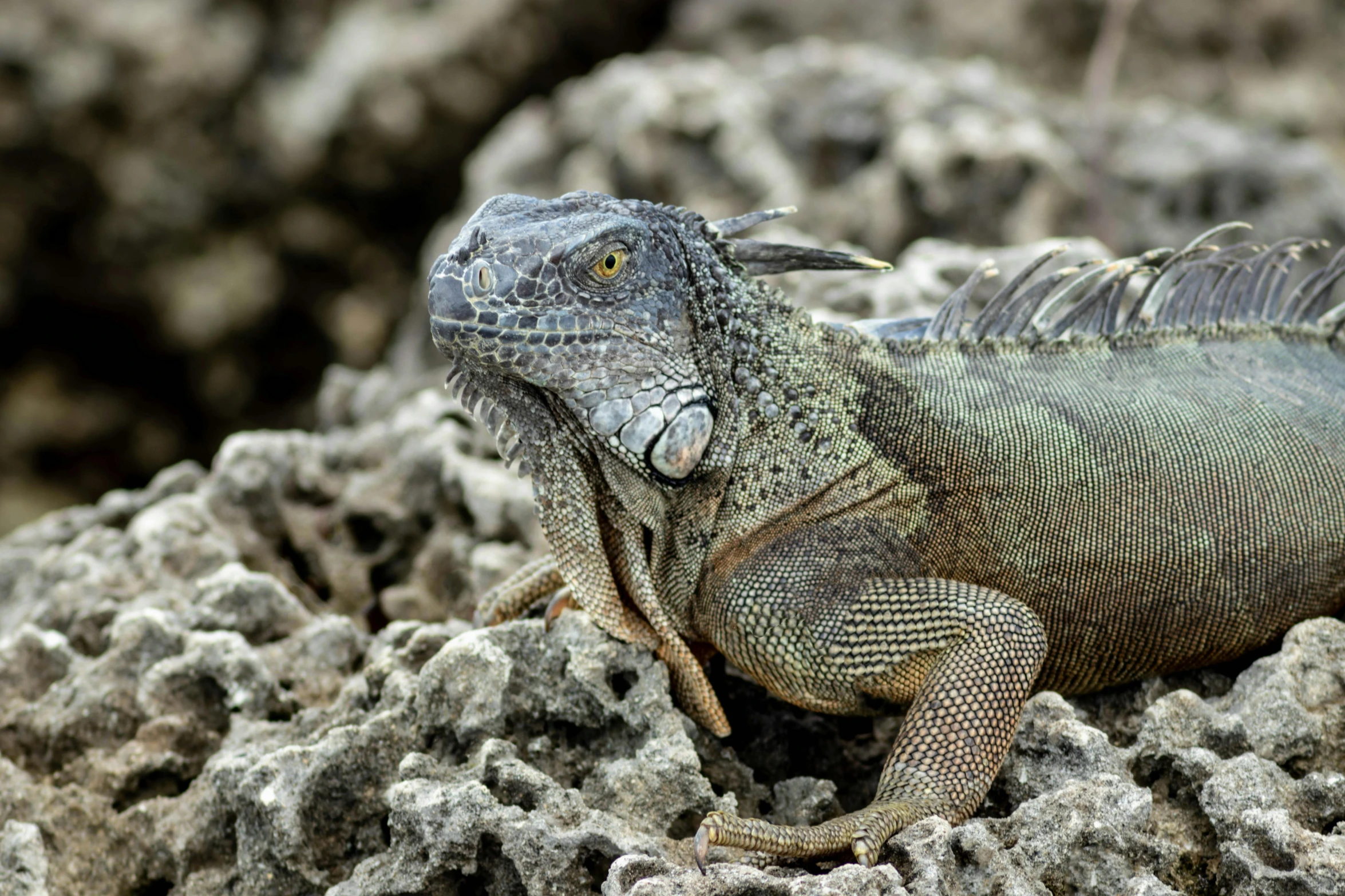 a large lizard sitting on top of a pile of rocks