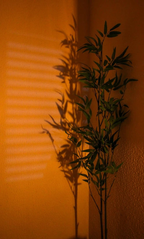 a plant that is sitting in the corner of a room, an album cover, inspired by Elsa Bleda, unsplash, orange light, bamboo, volumetric shadow, shot on sony alpha dslr-a300