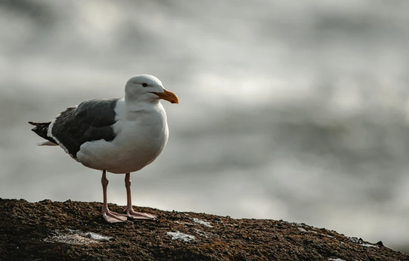 a seagull standing on a rock next to the ocean, a portrait, pexels contest winner, with a white nose, grey, 2 0 2 2 photo, focus on full - body