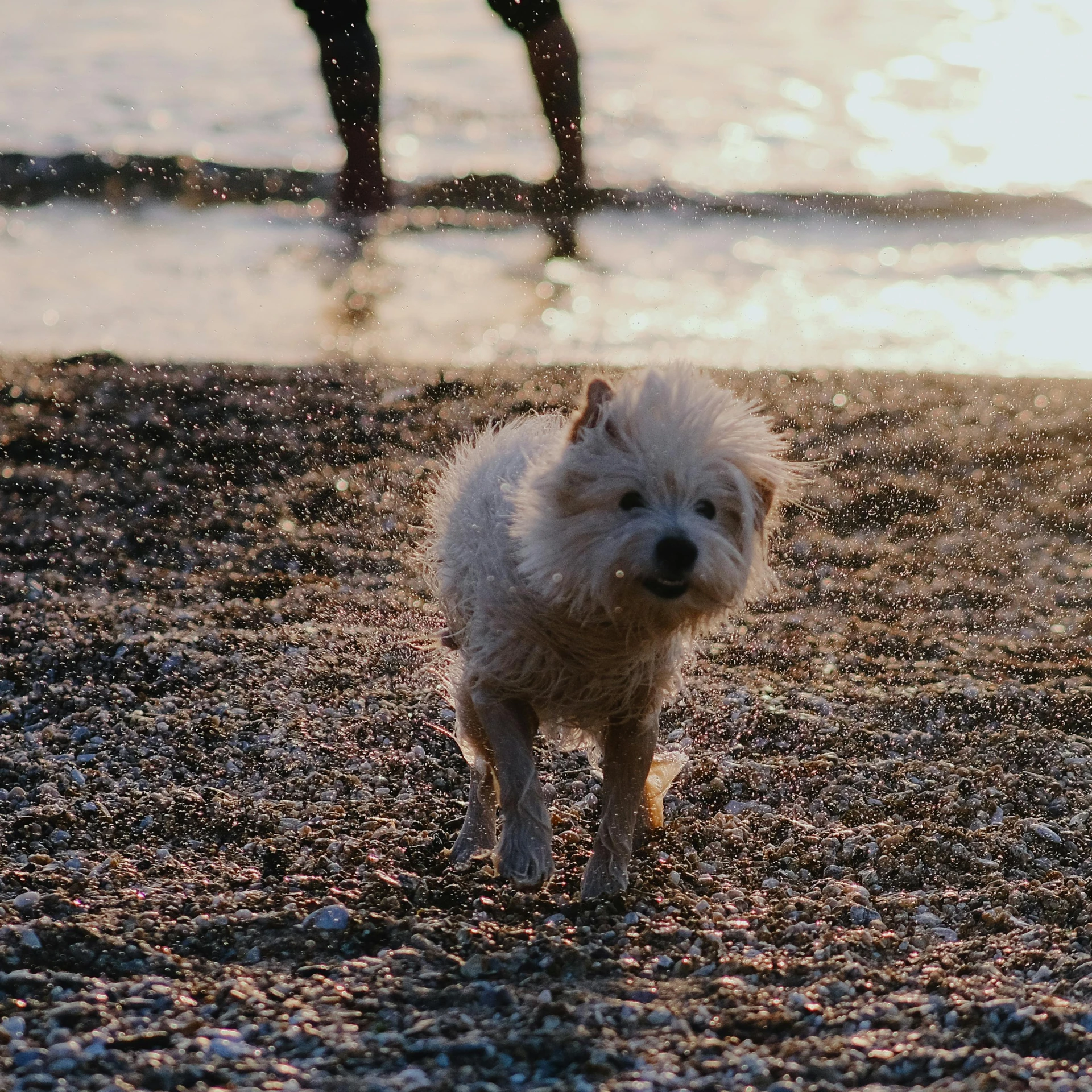 a small white dog standing on top of a sandy beach, an album cover, pexels contest winner, happening, early evening, muddy fur, people walking around, spiky