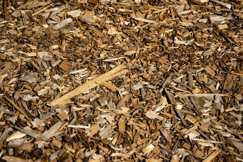 a close up of a pile of wood chips, an album cover, by Thomas Häfner, pixabay, visual art, woody foliage, 1 6 x 1 6, 3 4 5 3 1, shade