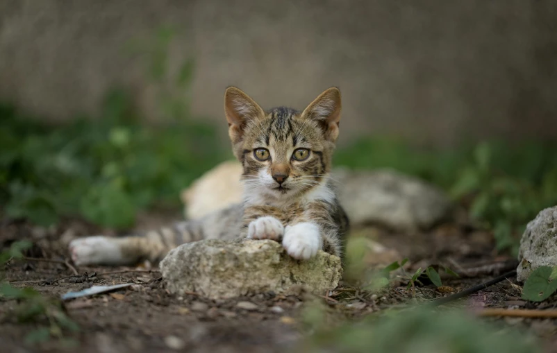 a small kitten laying on top of a rock, by Carlo Martini, pexels contest winner, in the yard, looking to camera, mixed animal, showing his paws to viewer