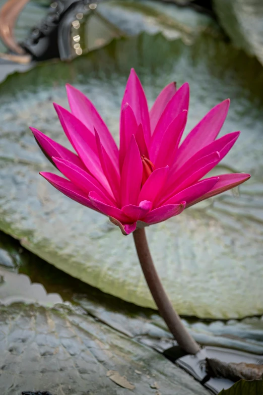 a pink flower sitting on top of a green leaf, in a pond, vietnam, mystical kew gardens, crimson