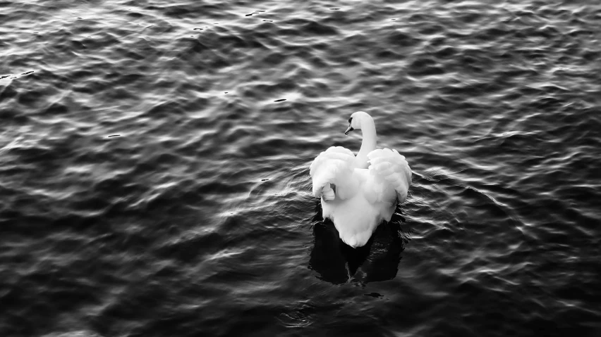 a white swan floating on top of a body of water, a black and white photo, sofya emelenko, plump, black! and white colors, with his back turned