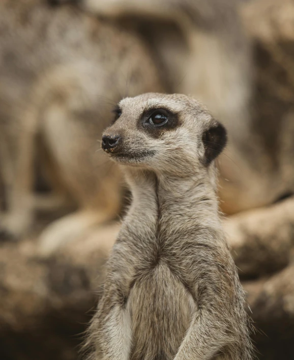 a close up of a small animal on a rock, trending on pexels, renaissance, wide eyed, furry arms, madagascar, no long neck