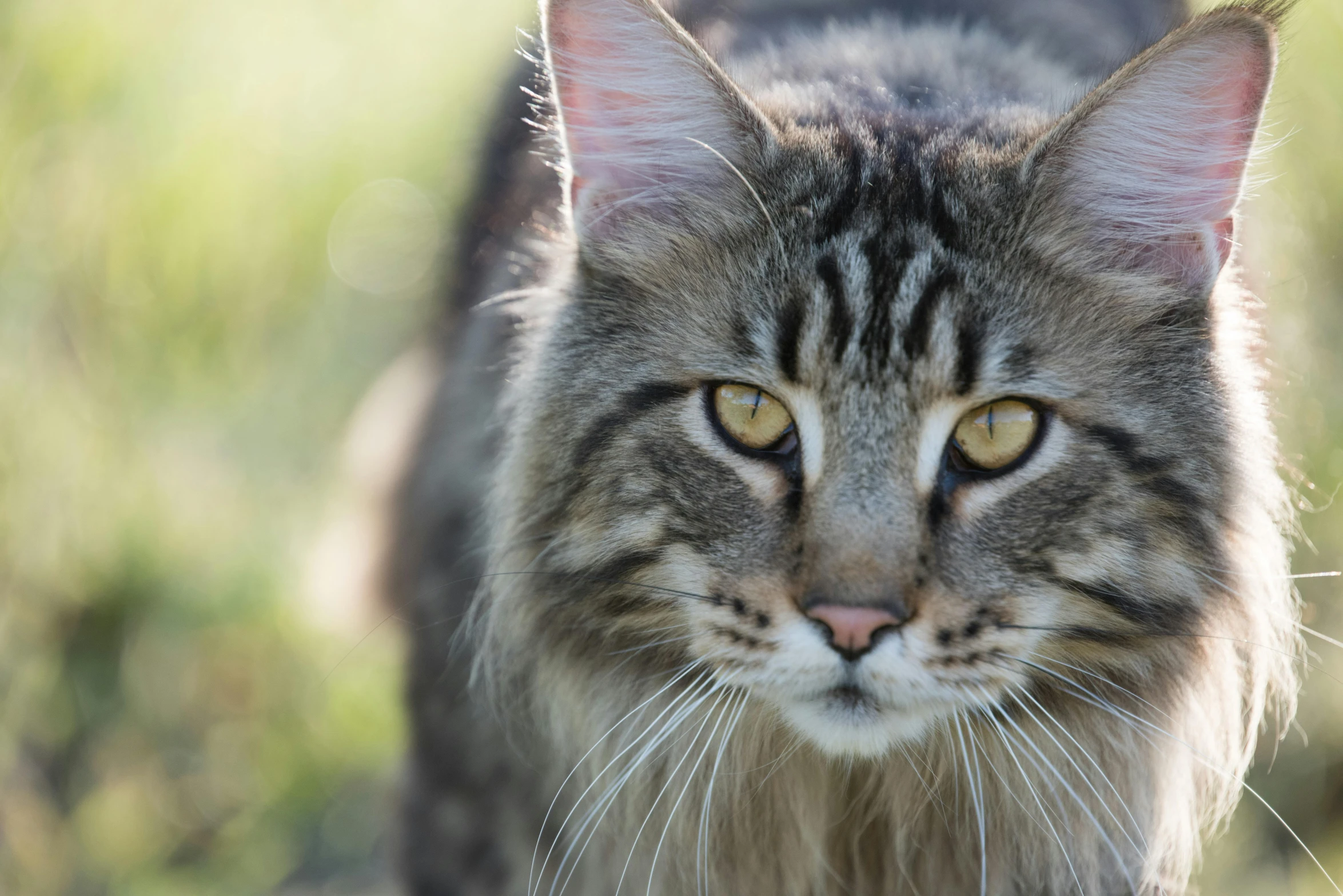 a close up of a cat walking in the grass, a portrait, unsplash, anthropomorphic large maine coon, two male, portrait”