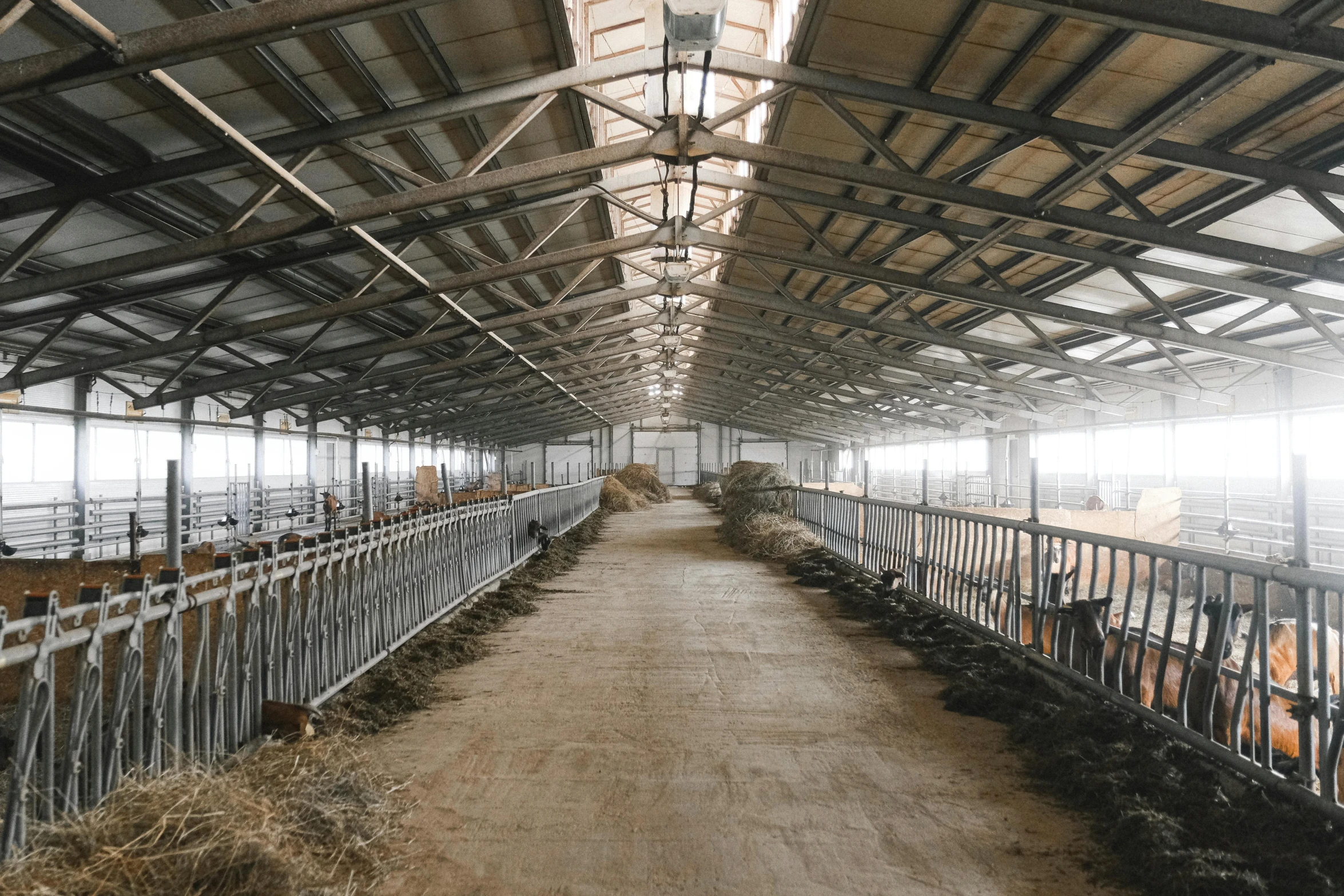 a barn filled with lots of cows inside of it, unsplash, empty floor, with walkways, truss building, with neat stubble