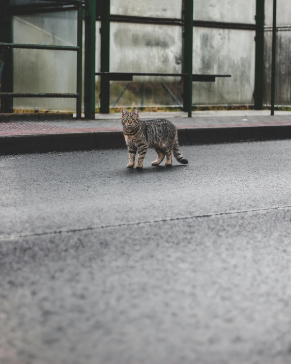 a cat walking across the street in front of a building, by Matija Jama, speckled, small, tiger stripes, unsplash photography